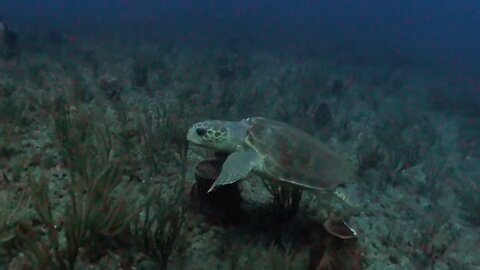 Loggerhead Sea Turtle