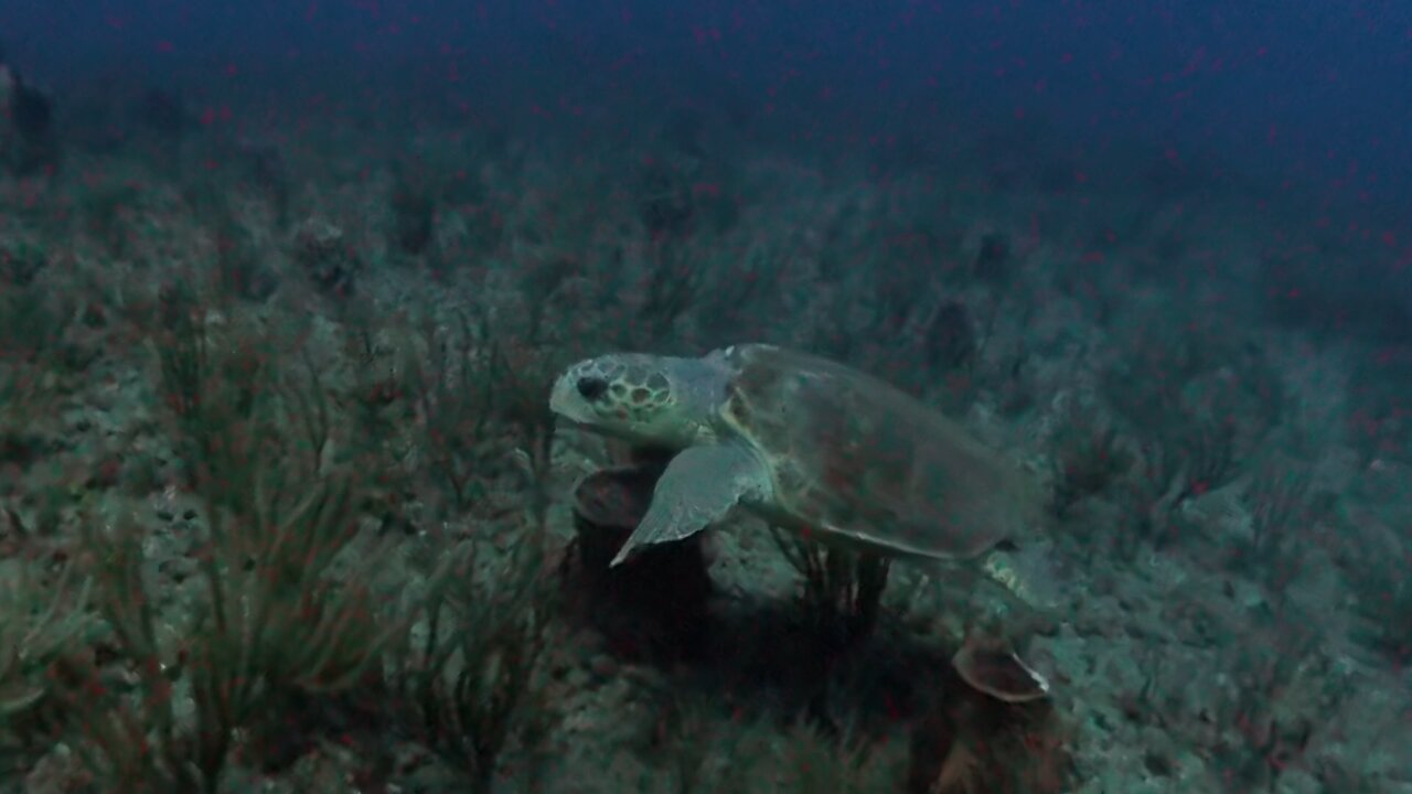 Loggerhead Sea Turtle