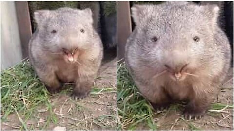 Wombat s'innervosisce quando qualcuno si avvicina al suo cibo
