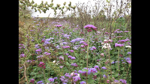 So Very Beautiful Compositae Oct 2021