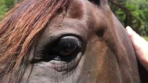 Visit with the horses. Ruby is too friendly to film from a distance