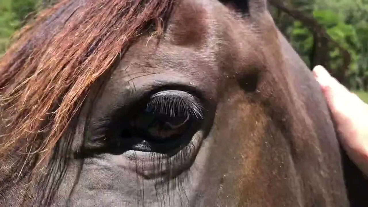 Visit with the horses. Ruby is too friendly to film from a distance