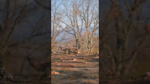 Fox🦊 vs Eagle🦅. who do you think will win? write you answer in the comments below 👇👇👇