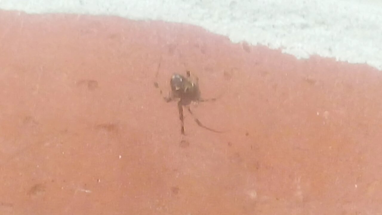 PETER PARKER THE PORCH SPIDER