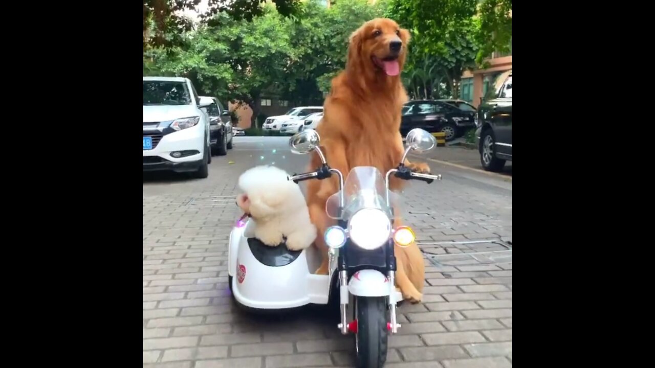 The Golden Retriever can drive and carry partners for travel,