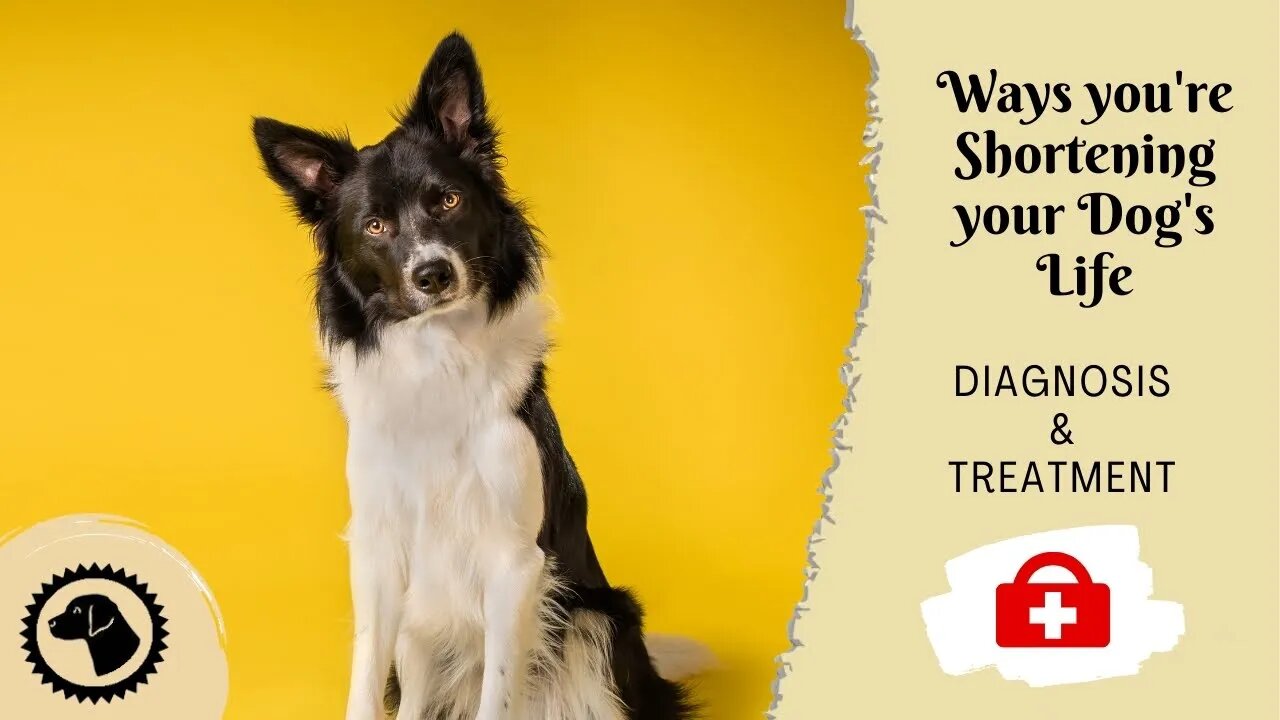 Ways You're Shortening Your Dog's Life | DOG HEALTH 🐶 #BrooklynsCorner