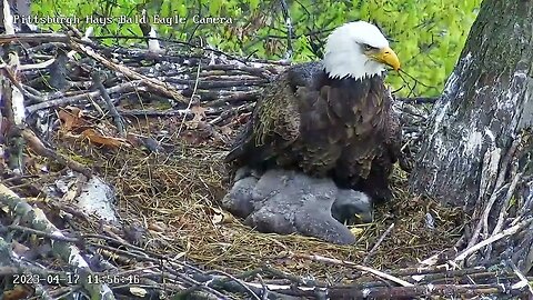 Hays Eagles H19 Eaglet tastes and bites Mom s Talons 4.17.23 11:56am
