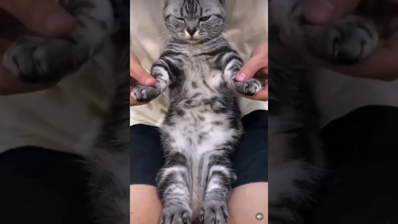 Who wants to BATTLE this cat? - Funny Cat Dancing Like a Pro #shorts