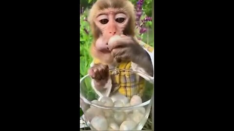 Best funny animals compilations.