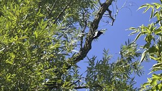Hairy Wood Pecker pecking hard