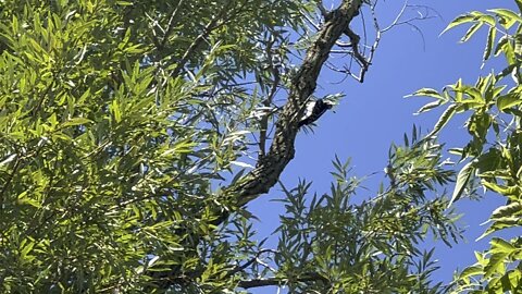 Hairy Wood Pecker pecking hard
