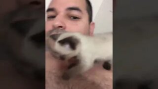 Resgatei um gatinho, olha ele tentando mamar na minha orelha tadinho... #shorts