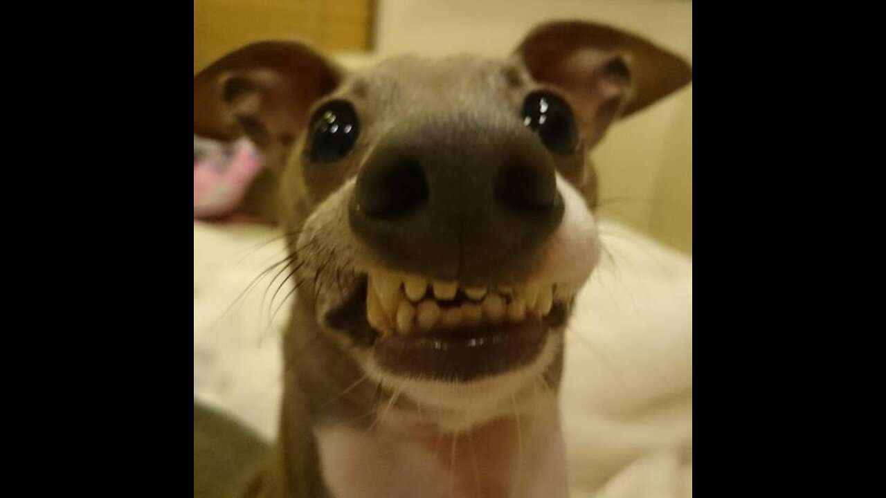 A dog tries to brush his teeth