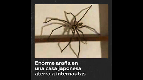 Una aterradora araña cazadora gigante cuyos pasos se oyen mientras corre por la pared