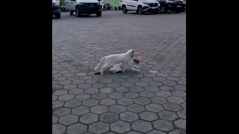 Mother cat Who told you to take it?🤣 trending video