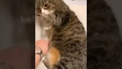 Love My Cat 🥰 #catlover #petvideos #petlover