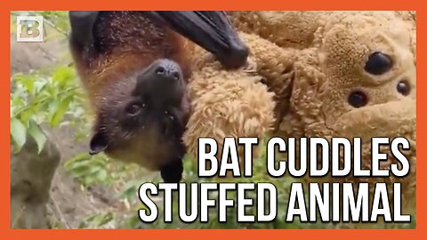 Bat Cuddles Up with Stuffed Animal at Oakland Zoo