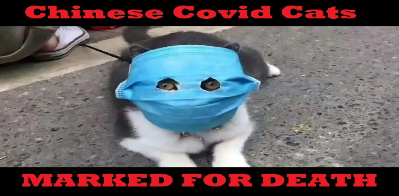 CHINESE COVID CATS MARKED FOR DEATH