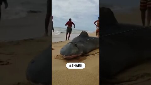 shark jaws