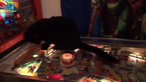 Funny Cat Loves Pinball