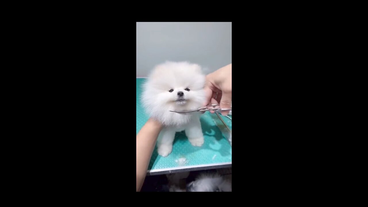 Cute funny dog
