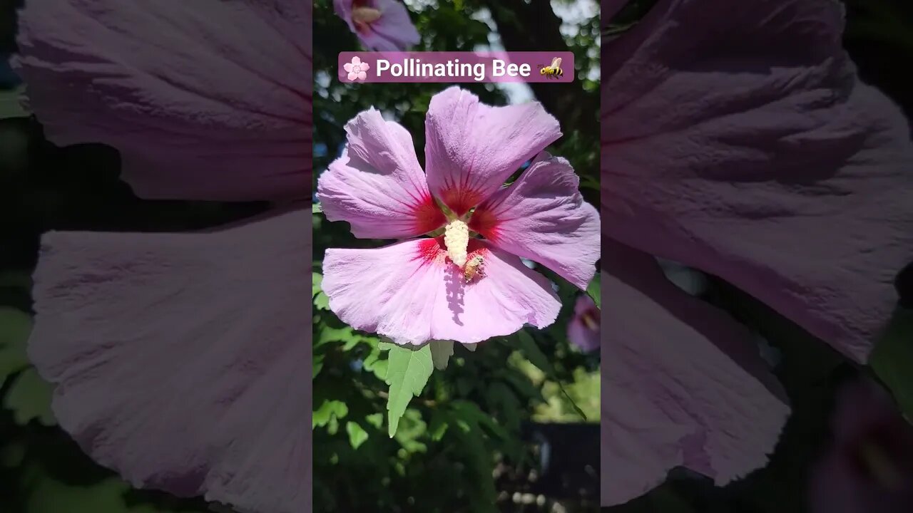 Bee 🐝 Polinating Hibiscus 🌺 #Polinating #bee #Hibiscus