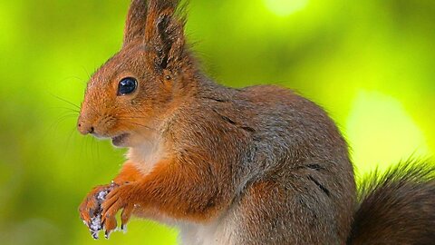 Red Squirrel Having Breakfast in the Spring Snow