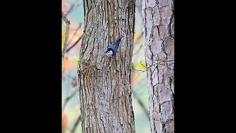 #birdwatching #shorts #birds