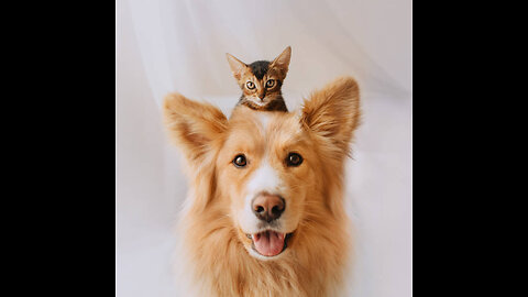 Funny animals