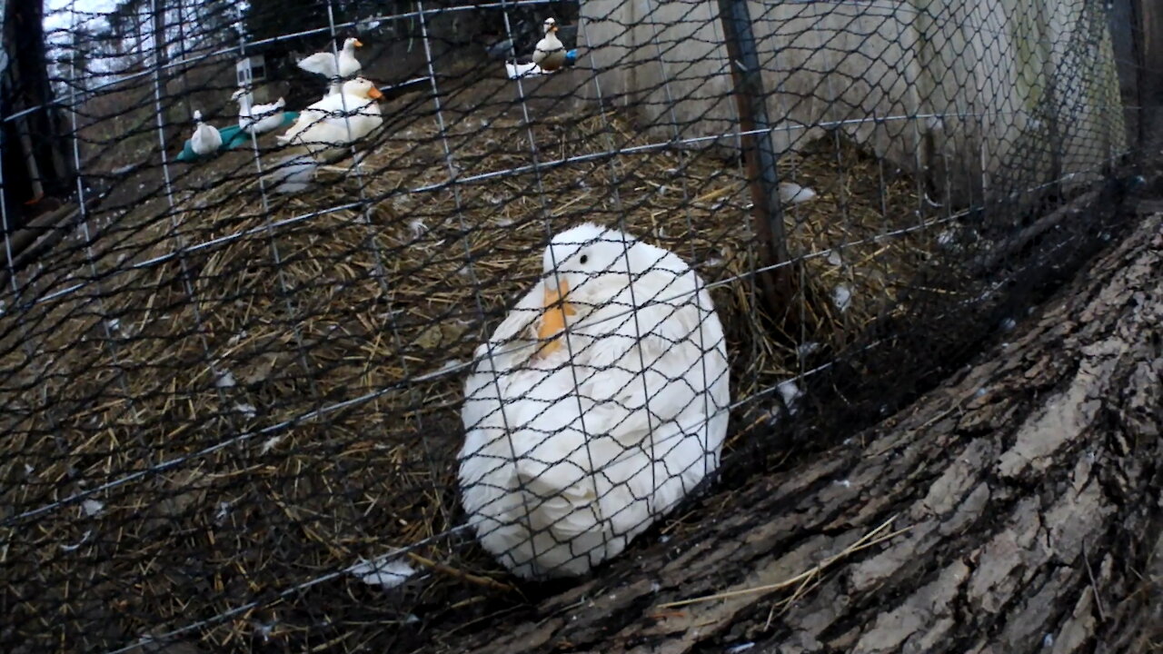 Duck Resting Head on their back