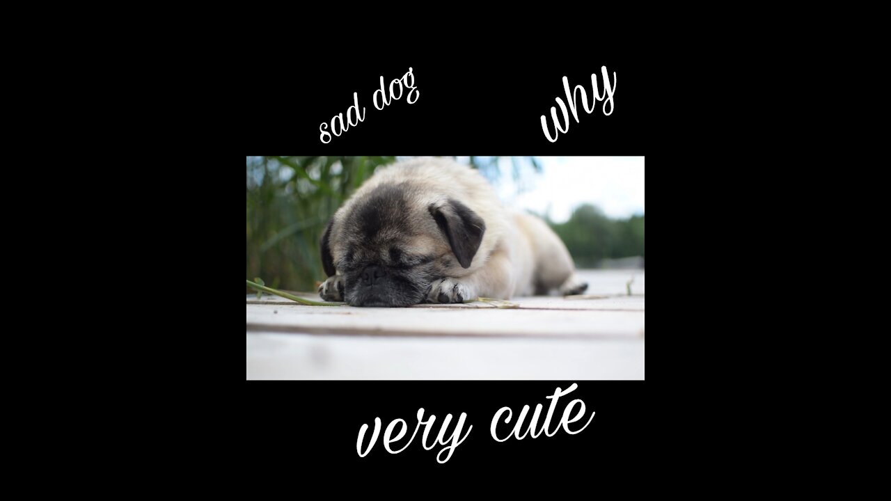 Watch before deletion why this cute creature is crying