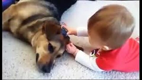 Funny Animal Videos! Best Compilation