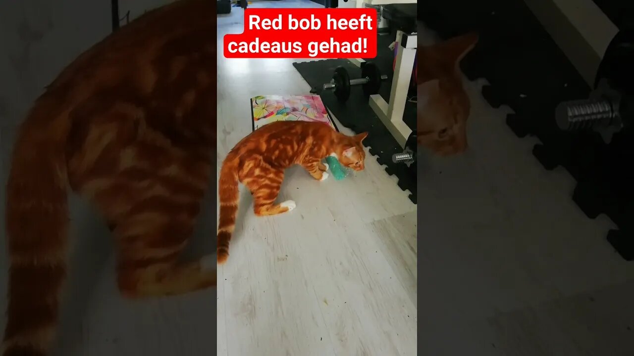 Red Bob valt in de prijzen! thnx Stella!