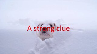 BERNIE THE BERNESE MOUNTAIN DOG SONG by David Van Wieren