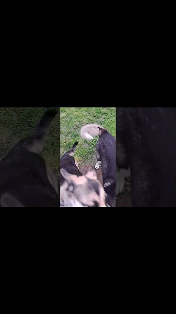 Karsa Boops My Snoot #cute #doggo #dog #dogmemes #dogs #huskymix #husky #shorts #laugh