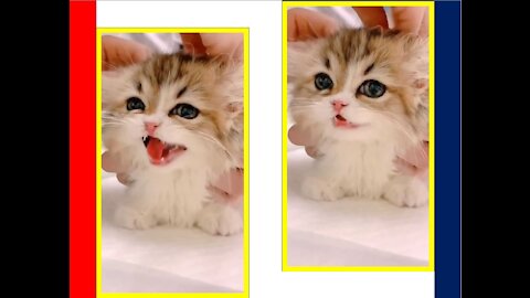 #Shorts Cats Vol.7 🐾 Shorts Funny Animals 😹 Shorts Animals