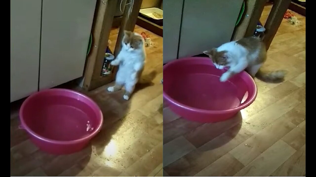 Funny Cat Kuska is Trying to Get into a Basin of Water.