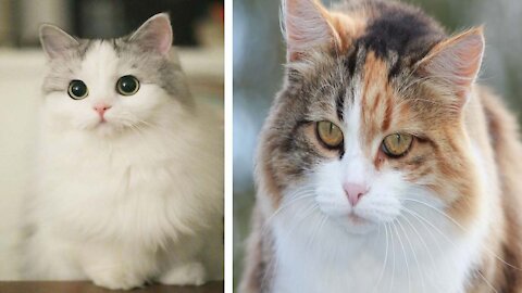 Funny Cats Funny Video Cute Cats