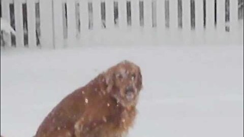 Depressed Golden Retriever Lost His Ball in the Snow - The Saga of Charlie and Prada