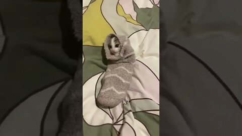 This Is Nala tiktok del tona