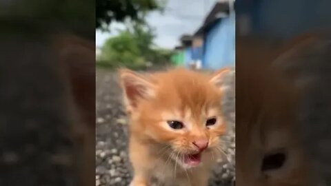 kucing oyen lucu #short #videoshort