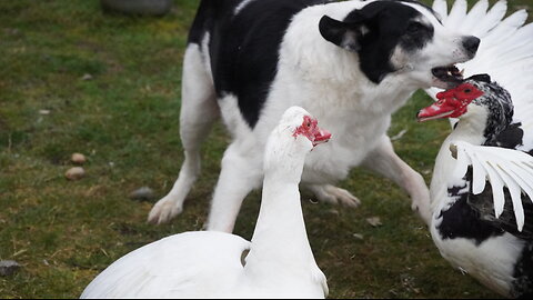 Dogs Stalk "Highly Resistant" Duck Around Yard In Obsessive Yet Loving Manner