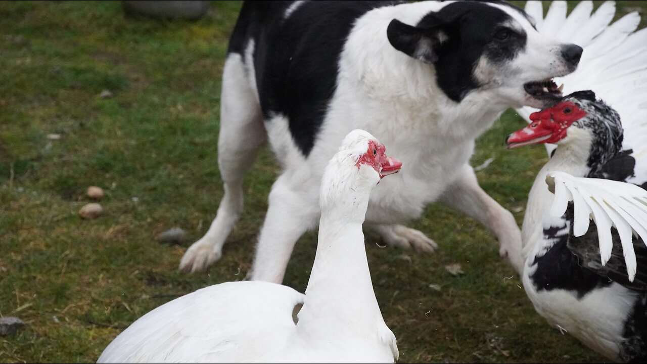 Dogs Stalk "Highly Resistant" Duck Around Yard In Obsessive Yet Loving Manner