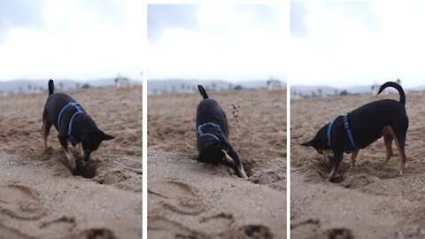 A Dog in a pet harness Digging - funny dog compilation