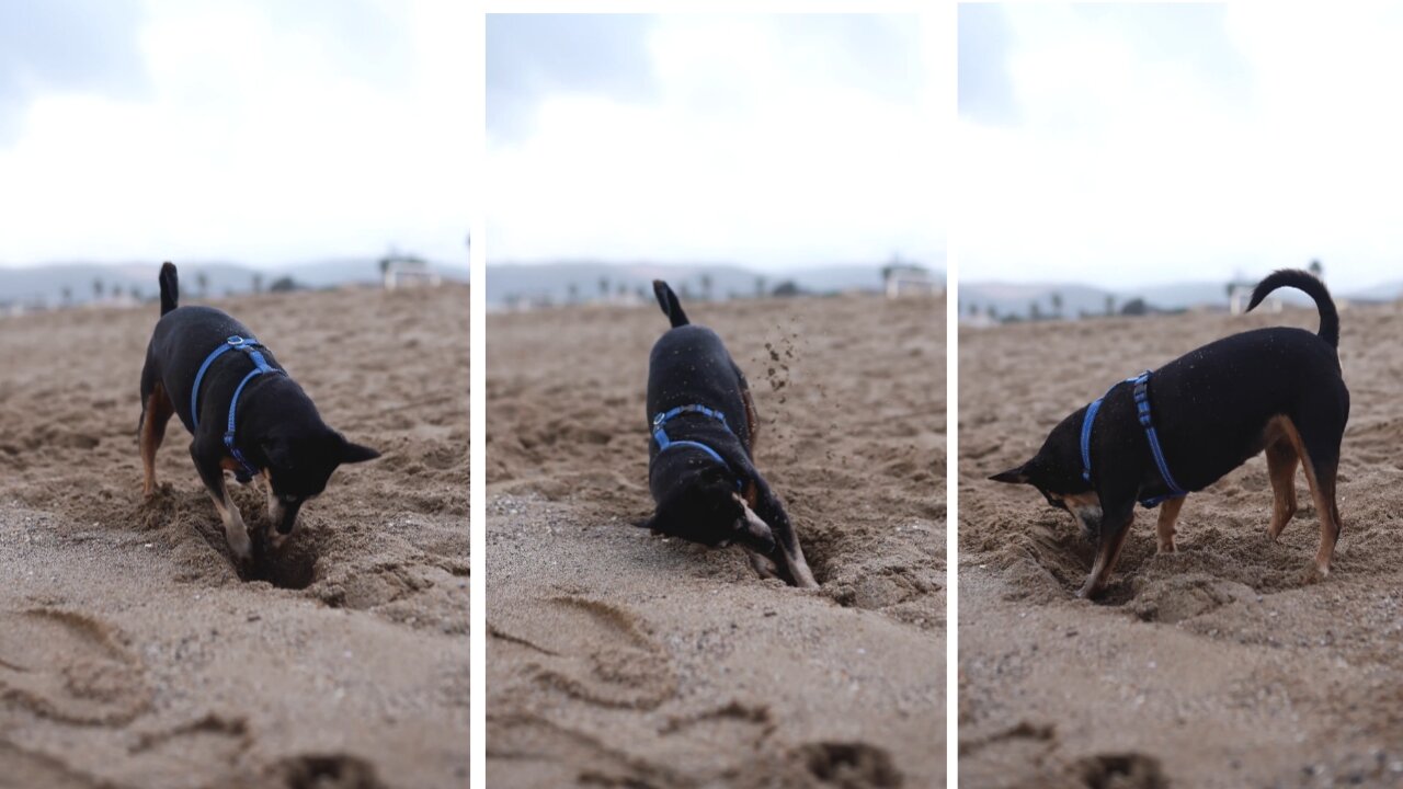 A Dog in a pet harness Digging - funny dog compilation