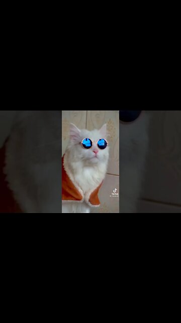 #cats #shorts #shorts