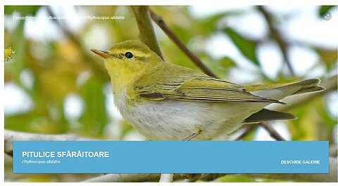 Tartalocul sau Pitulicea ((din "Pasari din livezile si baltile Dunarii)