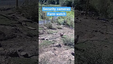 Monitoring Farm Animals