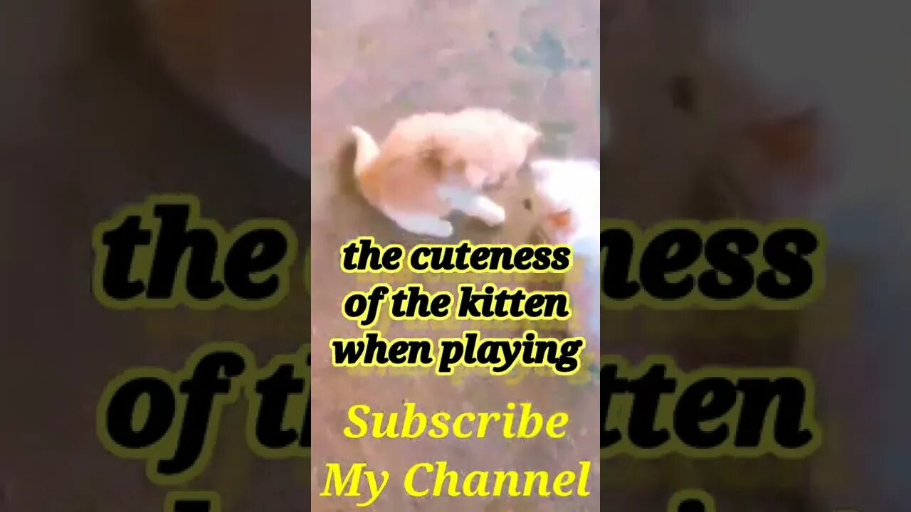 the cuteness of the kitten when playing