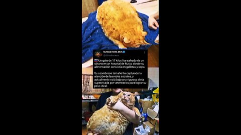 🇷🇺 Gato de 17 kilos rescatado en hospital ruso: pasa a dieta estricta tras volverse viral.